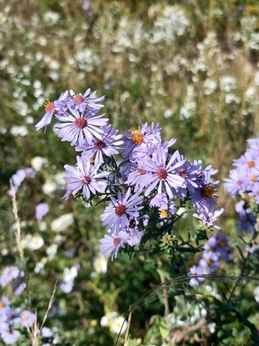 Amethyst Aster (Symphyotrichum ×)
