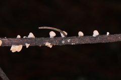 Pithya vulgaris