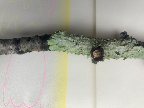 Flavoparmelia caperata