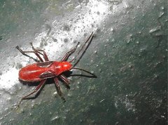 Thunbergia marginata