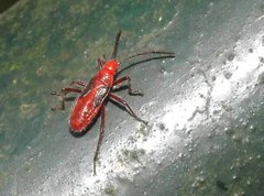 Thunbergia marginata