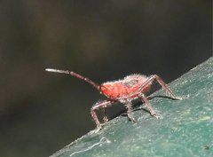Thunbergia marginata