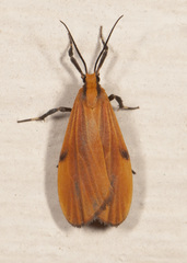 Lycomorphodes sordida
