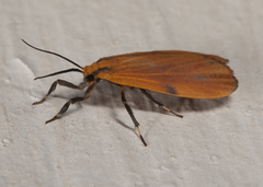 Lycomorphodes sordida