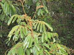 Cupania rufescens