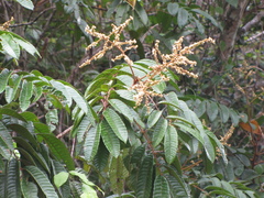 Cupania rufescens