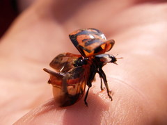 Aiolocaria hexaspilota