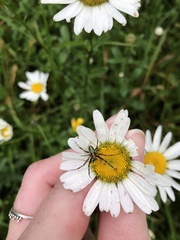 Novaranea queribunda