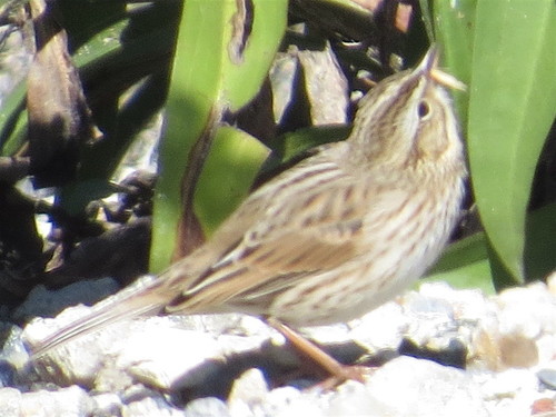 Savannah Sparrow (Ipswich)