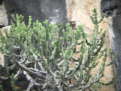 Euphorbia antiquorum, photograph (c) athiwu, some rights reserved (CC BY-SA)