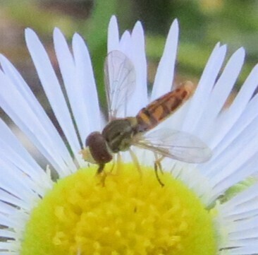 Unknown species found near Iowa, US