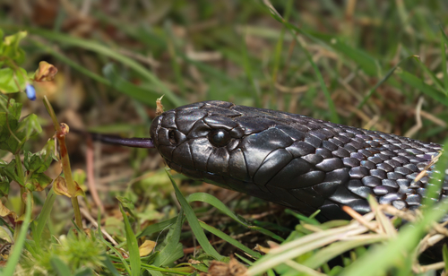 Blue-bellied Black Snake sighting