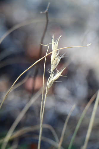 Danthonia parryi, photograph 2