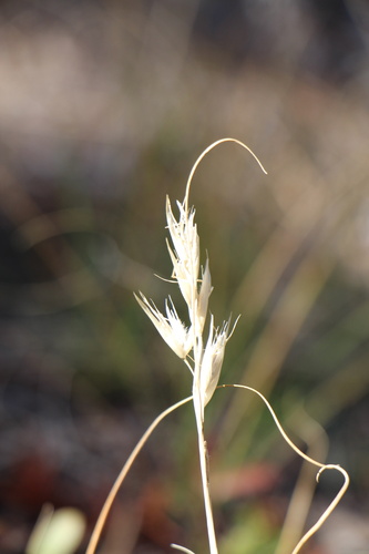 Danthonia parryi, photograph 4