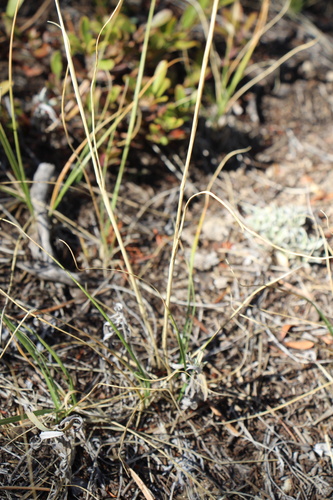 Danthonia parryi, photograph 5