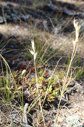 Parry's Oatgrass (Danthonia parryi)