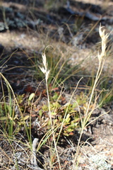 Danthonia parryi, photograph (c) Austin Saunders, some rights reserved (CC BY)