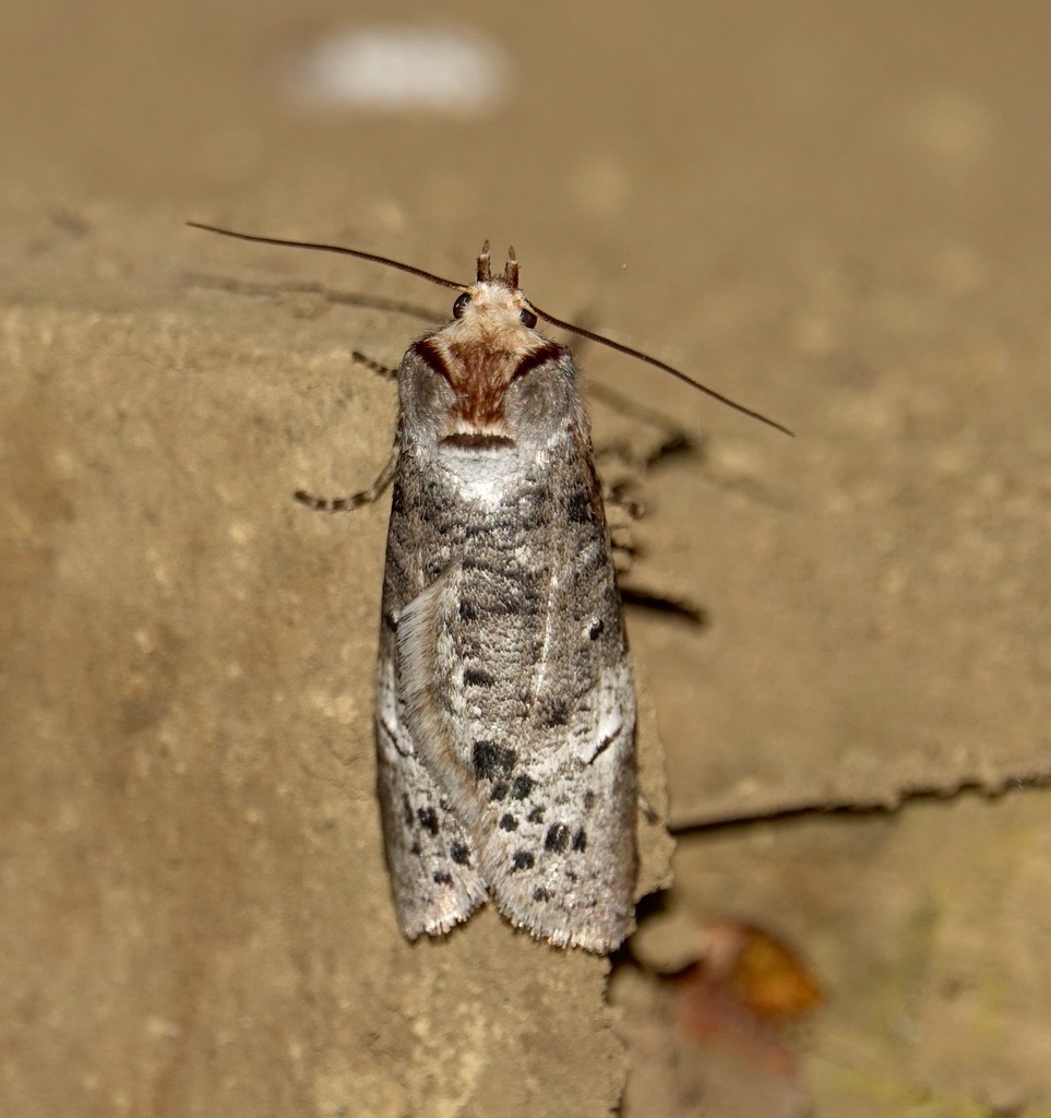 Andesianoidea