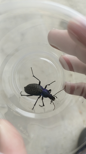 Carabus elysii