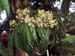 Exothea paniculata