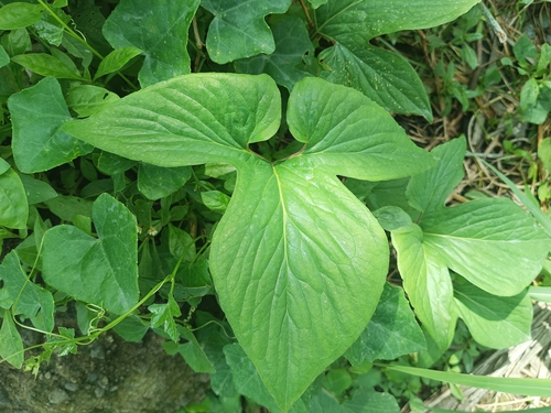 Threelobed typhonium (Typhonium trilobatum)