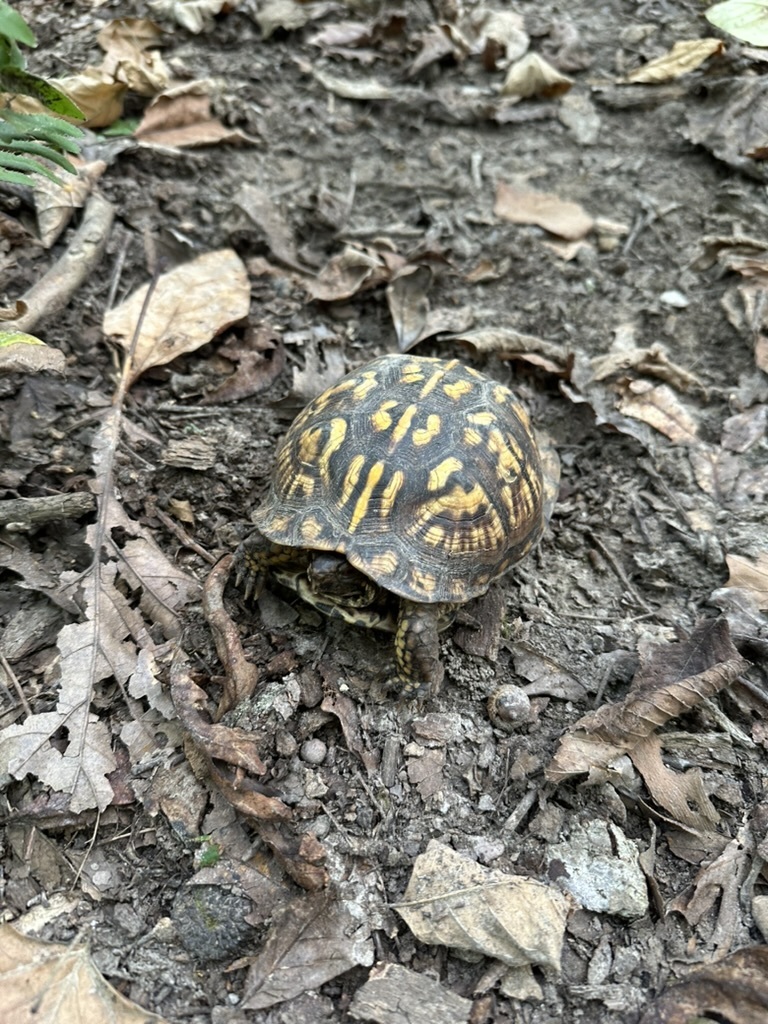 Eastern Box Turtle in October 2025 by Reed Nelson · iNaturalist