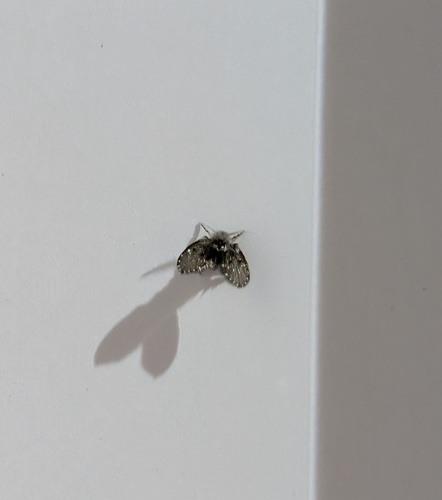 Unknown species found near Standish, Minneapolis, MN, USA
