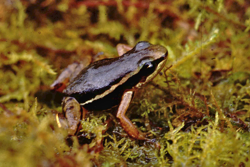 Hyloxalus delatorreae