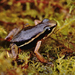 El Laurel Rocket Frog - Photo (c) Felipe Campos, some rights reserved (CC BY-NC), uploaded by Felipe Campos