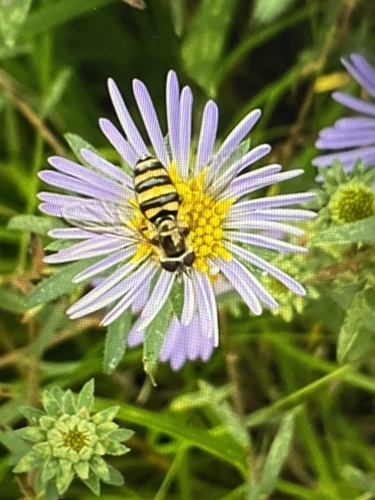 Unknown species found near Ardith Dr, Normal, IL, US