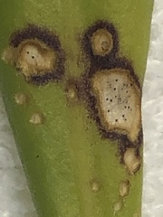 Mycosphaerella scaevolae