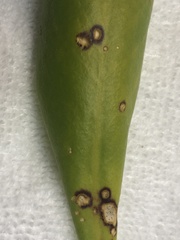 Mycosphaerella scaevolae