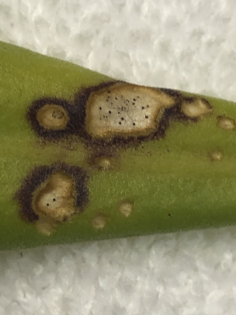 Mycosphaerella scaevolae