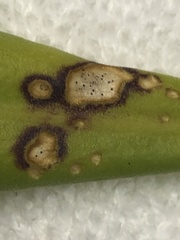 Mycosphaerella scaevolae