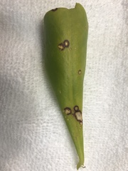 Mycosphaerella scaevolae