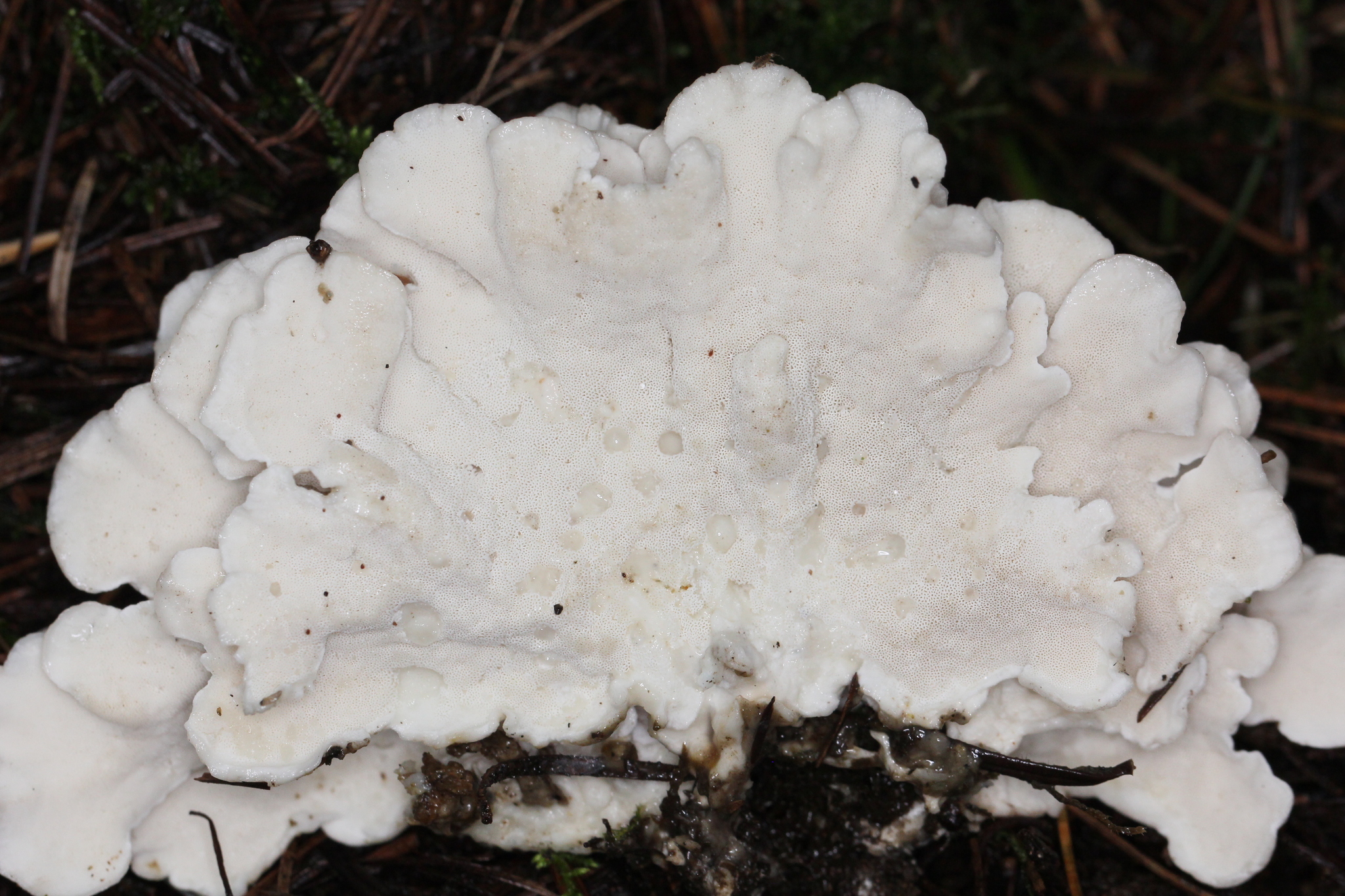 Postia floriformis image