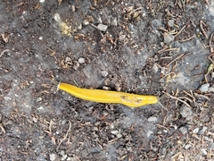 Ariolimax brachyphallus