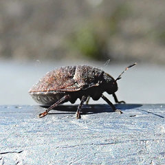 Vanduzeeina borealis