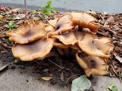 Armillaria mellea