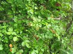 Paullinia fuscescens