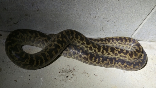 Spotted Python sighting