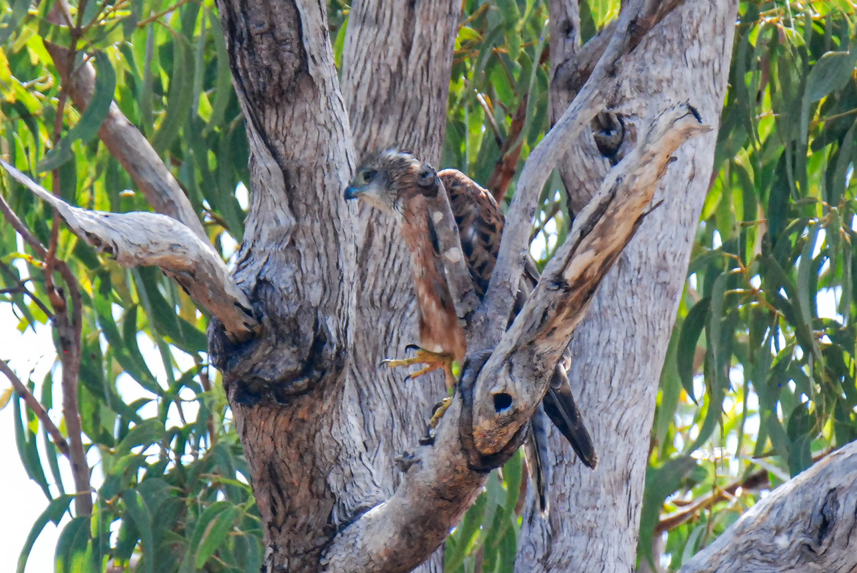 Red Goshawk (Erythrotriorchis radiatus), photo 6