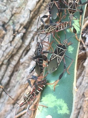 Leptoglossus lineosus