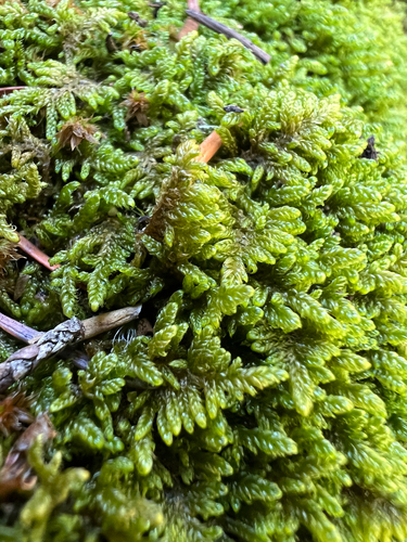 Revolute Hypnum Moss (Roaldia revoluta)