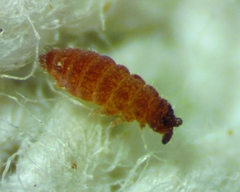 Ceratophysella