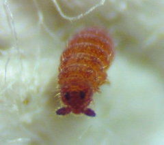 Ceratophysella