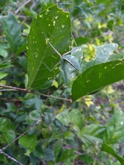 Hierodula tenuidentata