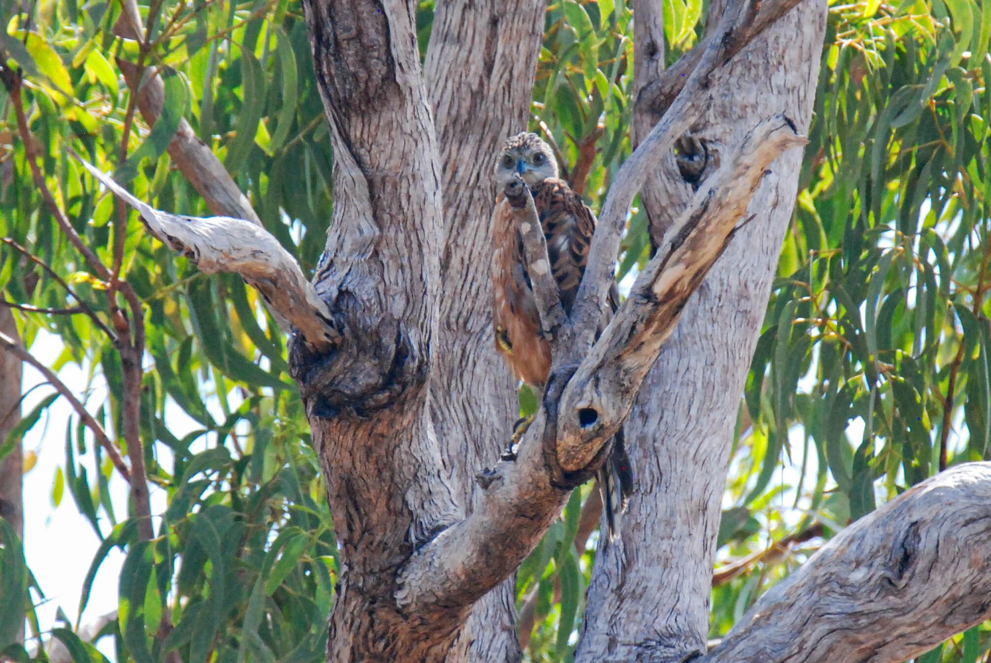 Red Goshawk (Erythrotriorchis radiatus), photo 8