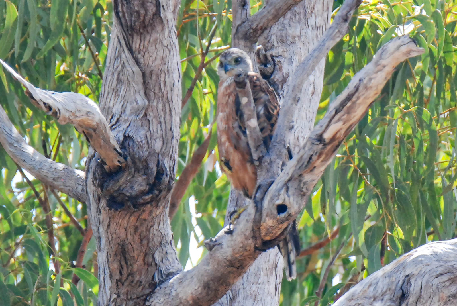 Red Goshawk (Erythrotriorchis radiatus), photo 7