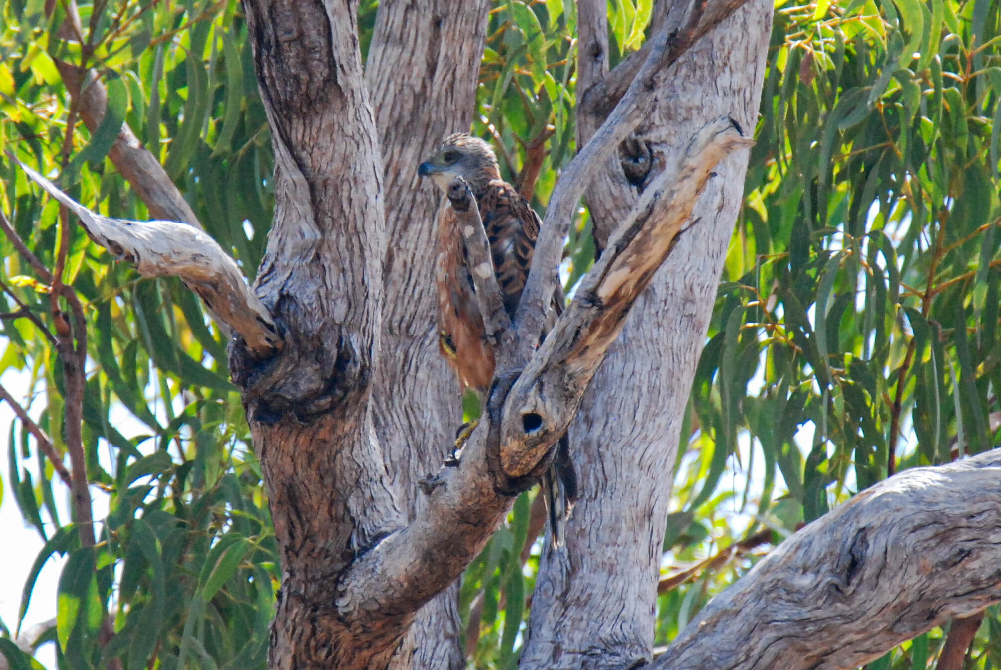 Red Goshawk (Erythrotriorchis radiatus), photo 9